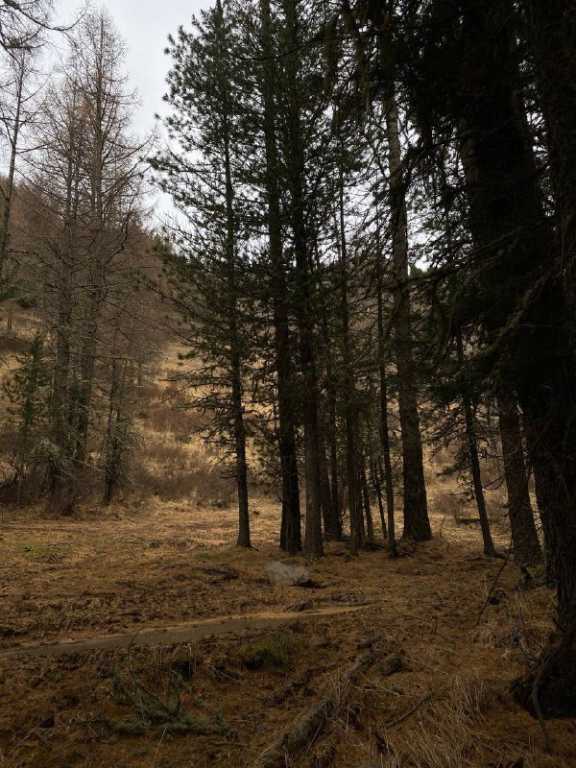 Более 600га леса в Ирбейском районе Красноярского края требуют вернуть государству