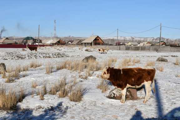 В Хакасии начинается поголовная вакцинация сельхозживотных 