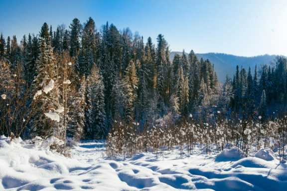 Республику Алтай назвали лидером по эффективному использованию лесов