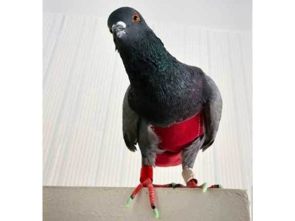 В Омске ищут домашнего голубя Себаса в красном комбинезоне 