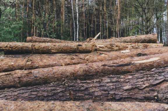В Красноярском крае осудили бывшего лесничего за взятку в виде древесины