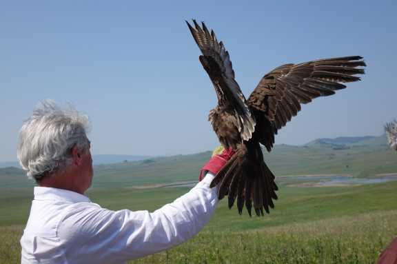 В Хакасии в дикую природу выпустили 50 редких птиц 