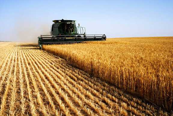 В Хакасии убрано 90% урожая пшеницы
