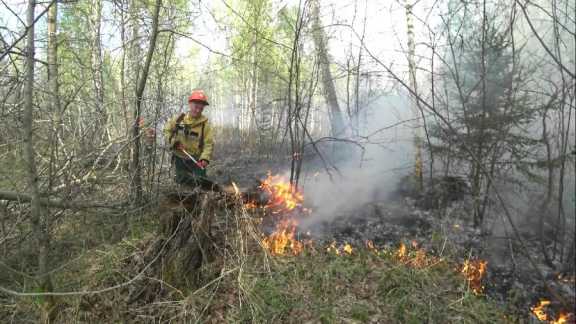 Лесные пожары в Красноярском крае потушены
