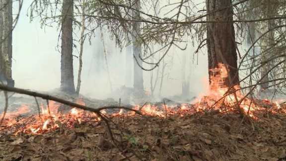 В Томской области усилят профилактику лесных пожаров