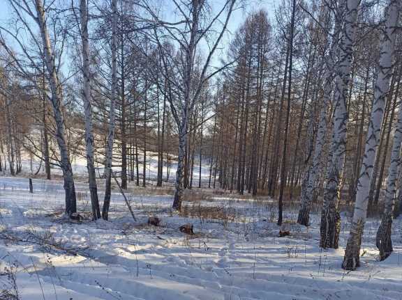 В Хакасии лесные инспекторы нашли нарушителя по следам