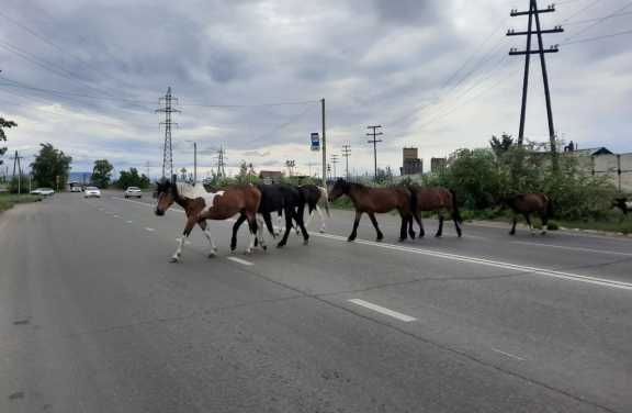 В столице Тувы оштрафовали местного жителя за бесконтрольный выпас скота