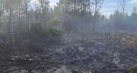 В Красноярском крае сгорело ещё 36 гектаров сухостоя 