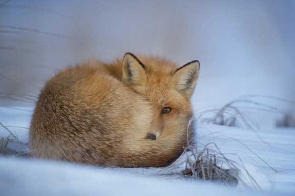 В Алтайском крае до конца января продлится сезон охоты на зайца и лисицу 