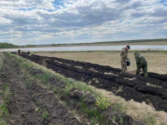 В Омской области увеличили площадь леса