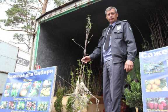 Более 600 саженцев неизвестных сортов нашли на рынках Красноярска