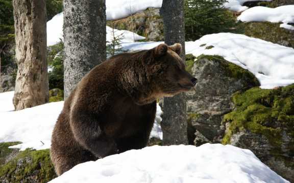 В Туве разрешат охоту на медведей