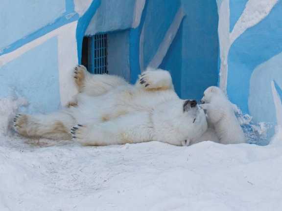 В новосибирском зоопарке изменится цена билетов