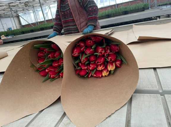 В красноярских теплицах расцвели первые тюльпаны