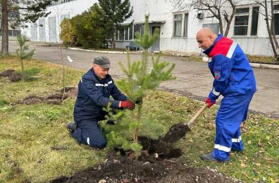 На водозаборных и очистных сооружениях Красноярска высадили 695 деревьев