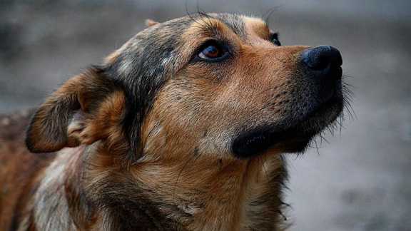 За неделю в Томске отловили 11 собак