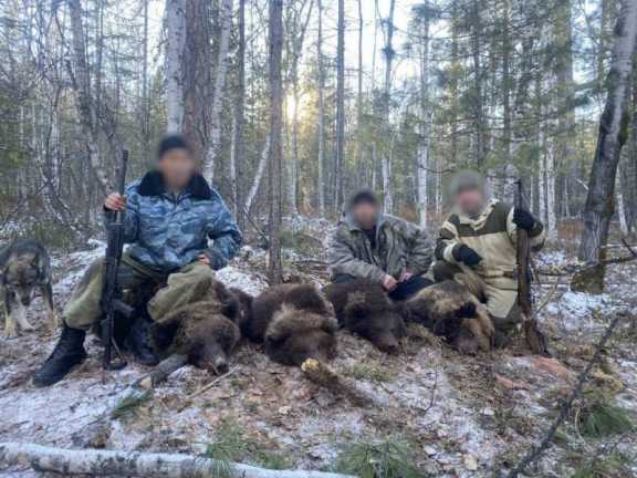 В Иркутской области четверо мужчин получили срок за убийство медведей