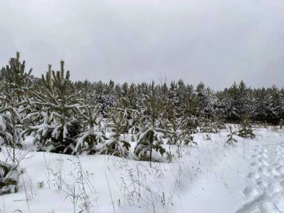 Новогодние деревья для новосибирцев заготовят без вреда для экологии
