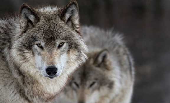 В Туве заплатят за убийство волков
