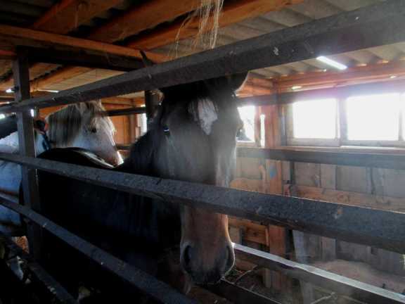 В Алтайском крае таможенники пресекли незаконный «экспорт» лошадей