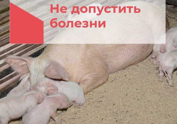 На юге Красноярского края высок риск заражения свиней африканской чумой 