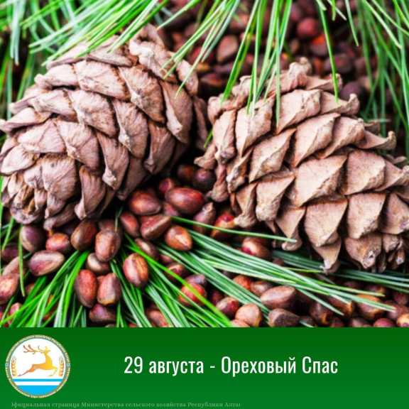 В ряде районов Республики Алтай разрешён сбор орехов