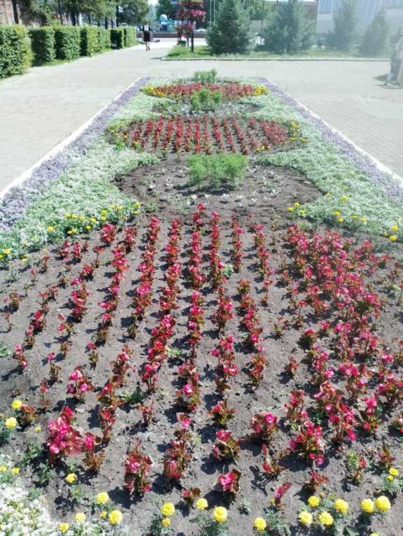 20 кустов роз выкопали неизвестные с городских клумб Иркутска