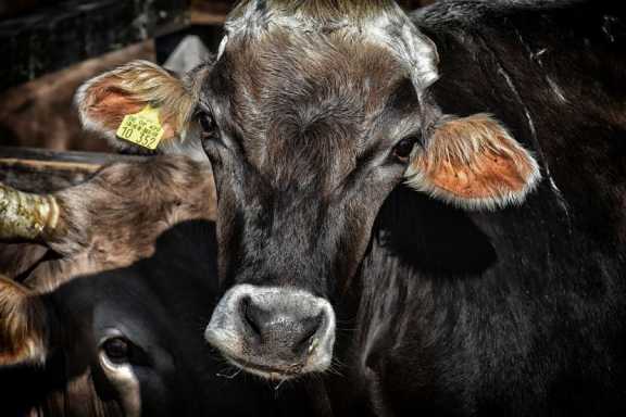 В Омской области корова убила рабочего