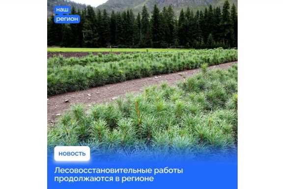 В Республике Алтай развивают лесовосстановление