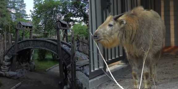 В Новосибирском зоопарке для такинов построили вольеры с мостиком и скалами