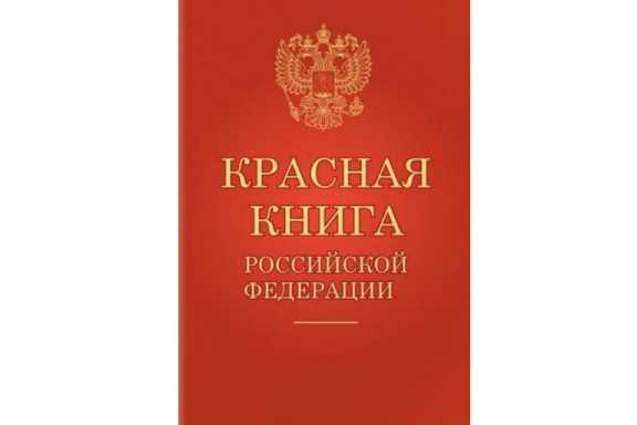 Житель Новосибирской области осуждён за продажу осетра, занесённого в Красную книгу