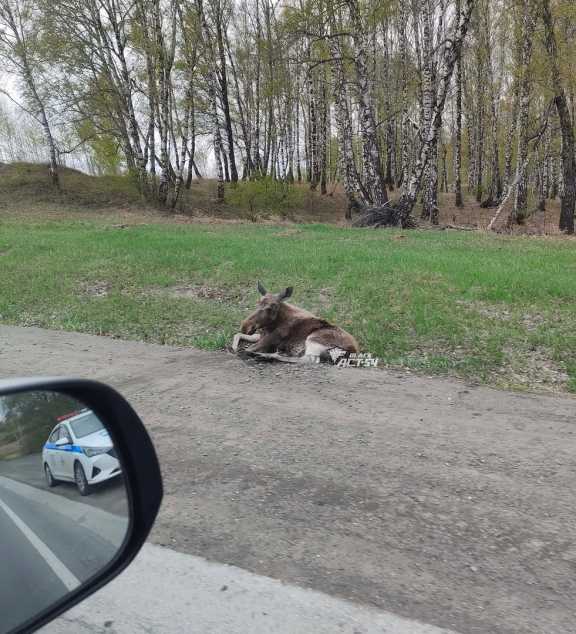 В Новосибирской области невнимательный водитель лишил жизни лосёнка