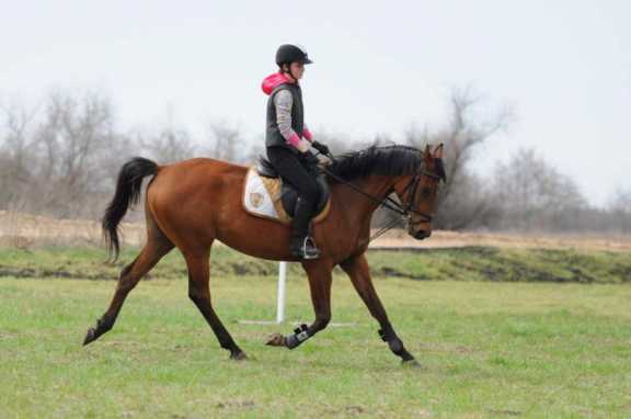 В Горно-Алтайске прошли соревнования по конному троеборью