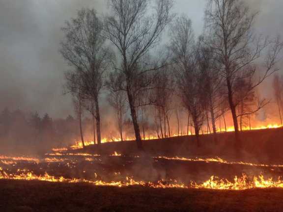 В Красноярском крае произошло два крупных лесных пожара