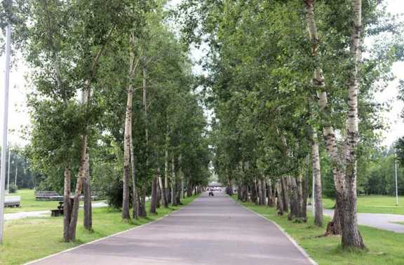 В Красноярске на восточной стороне острова Татышев появится пешеходная аллея