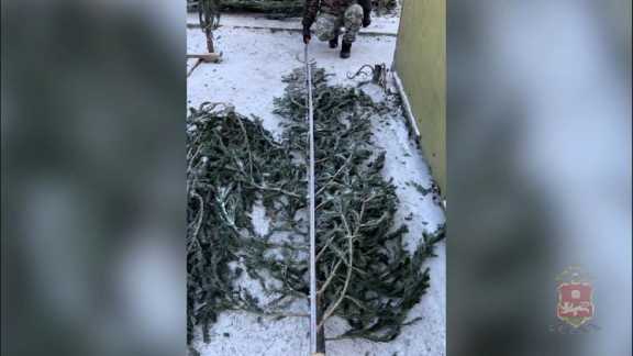 В Хакасии продавец новогодних ёлок пытался дать взятку полицейскому