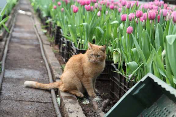 В Иркутске вырастили рекордное количество тюльпанов к 8 марта