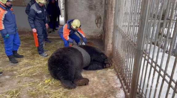 В Иркутске медведя из парка спасли из плена покрышки