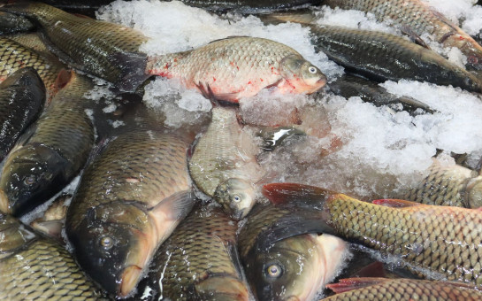Улов рыбы в новосибирских водоёмах увеличился на 1000 тонн