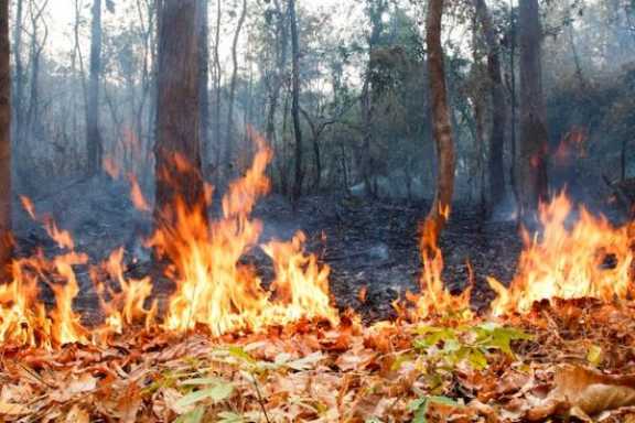 В Красноярском крае за сутки ликвидировали ещë 4 лесных пожара