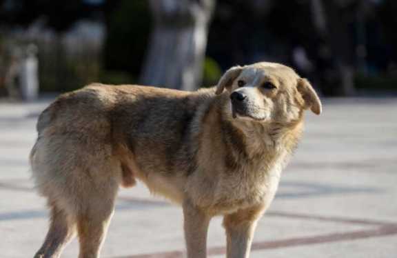 В Иркутской области осудят убийц собак