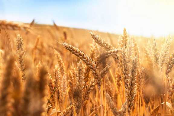 На Алтае разработали 2 новых сорта пшеницы