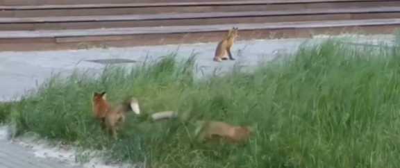 Красноярцы заметили играющих лис и их детенышей на острове Татышев