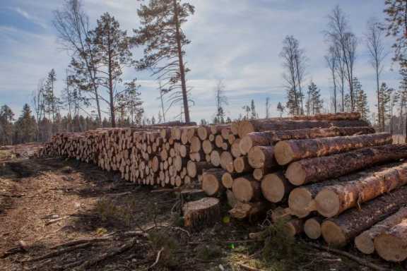 В Иркутской области выявили контрабанду леса на 16 млн рублей