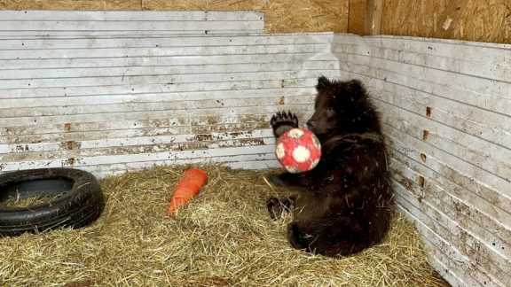 Спасённые новосибирские медвежата поедут на реабилитацию в Ленобласть