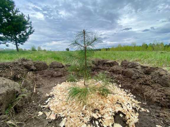 Более 1200 деревьев и кустарников высадили в этом году в Татышев-парке