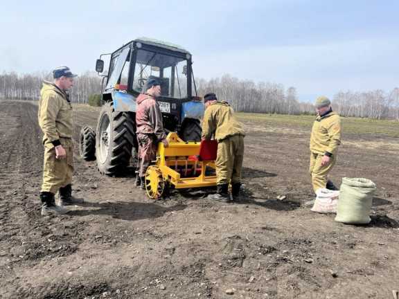 В Кемеровской области в этом году высадили более 500 га компенсационных лесов