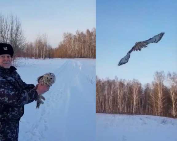 В Ачинске Красноярского края спасли сову