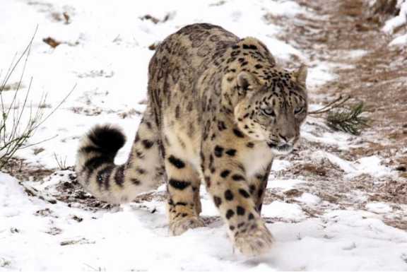 В Республике Алтай зарегистрирована рекордная численность снежного барса