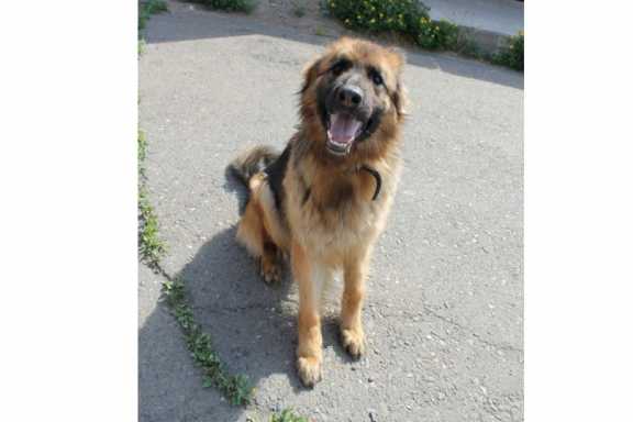 В Хакасии служебная собака Натали разыскала автоугонщика